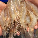 Frozen vannamei shrimp High quality Best Price
