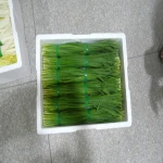 Frozen Vegetables IQF Foods Frozen Chinese chives