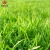 Import Garden  turf grass  plastic wall carpet grass artificial from China