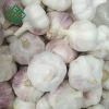 garlic seeds for sale /crop from china