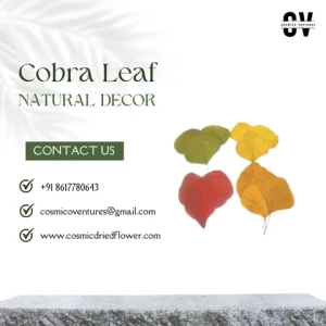 Good Quality Cobra Natural Unique Green Dried Cobra Leaf For Home Wedding Decor Leaves