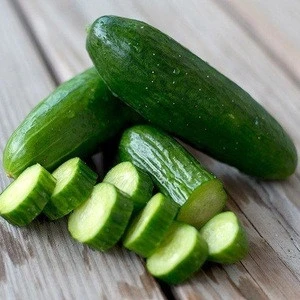 GREENHOUSE CUCUMBER SEED AVAILABLE