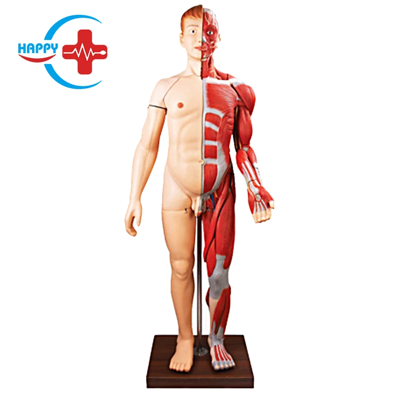 HC-S231 Human anatomy model, human muscle model/ Human body level anatomy with internal organs model