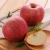 Import High Quality big size Fresh Qinguan apple from China