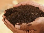 High Quality Biological Fertilizer