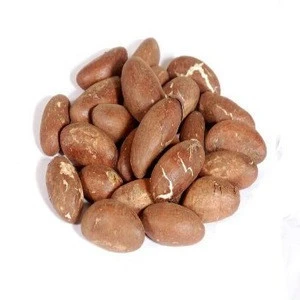 High Quality Bitter Kola Nut / Healthy Garcinia Kola for sale