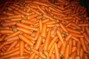 High Quality China Fresh Carrot in 10KG/Carton