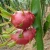 Import High quality pot planting pitaya seeds / dragon fruit seeds /Hylocereus polyrhizus seeds for growing from China