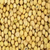 High Quality Premium Natural and Non- GMO Yellow Soybean Seeds / Soya Bean /Soy Beans