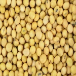 High Quality Premium Natural and Non- GMO Yellow Soybean Seeds / Soya Bean /Soy Beans