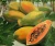 Import HIGH QUALITY Wholesale Fresh Papaya/ Papaya Fruit/Fresh Papaya from South Africa