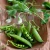 Import High yield vegetable seed long bean seeds for sale from China