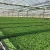 Import Hot-dipped galvanized frame plastic film agricultural greenhouse from China