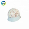 IN-301 high quality human neuro brain with artery model 3D anatomy brain model for medical teaching
