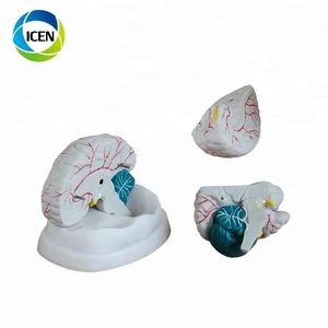IN-301Medical science teaching anatomical brain model