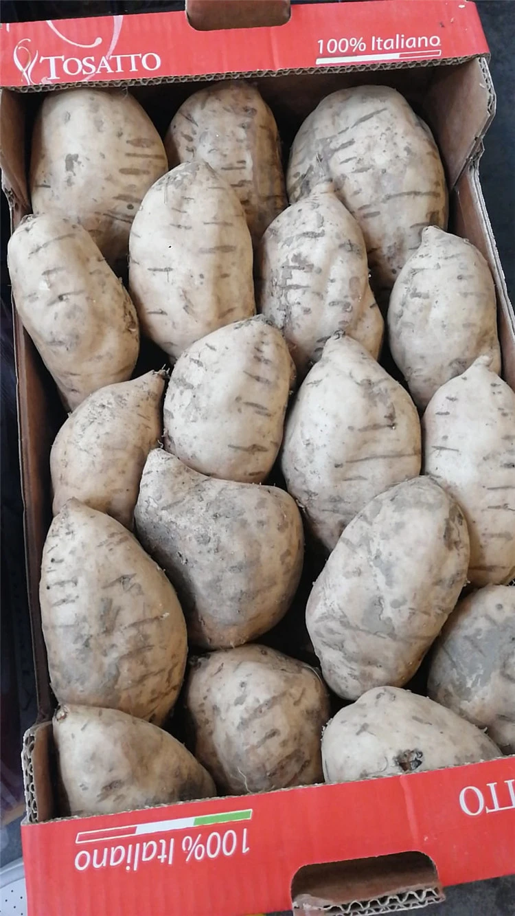 Italy White Pulp Sweet Potato Export Fresh Sweet Potatoes