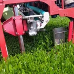 Japanese Gyokuro Green Tea
