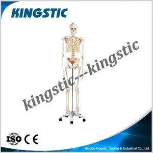 Kingstic human skeleton anatomic models in medical science