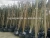 Import lagerstroemia indica 2m trunk height good quality landscaping trees and garden plants from China