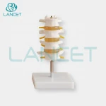 LANCET 2020Joint model Medical education Life-Size lumbar vertebral set model human anatomical lumbar retractor set