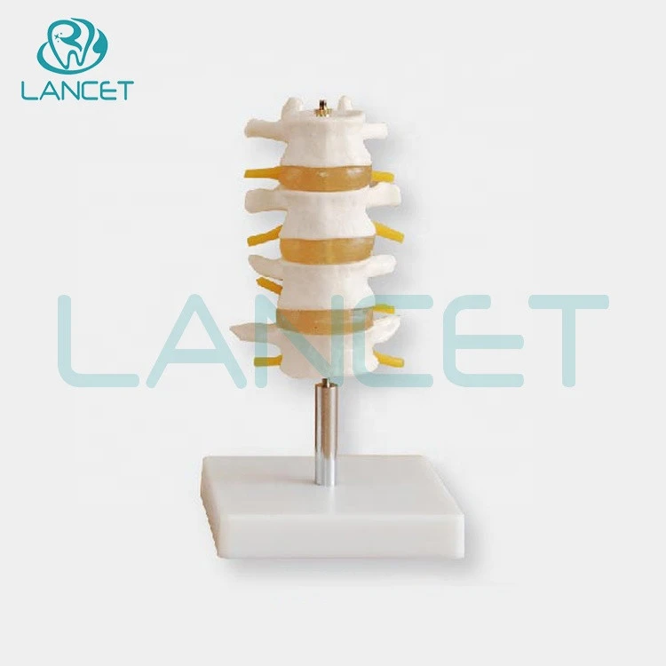 LANCET 2020Joint model Medical education Life-Size lumbar vertebral set model human anatomical lumbar retractor set