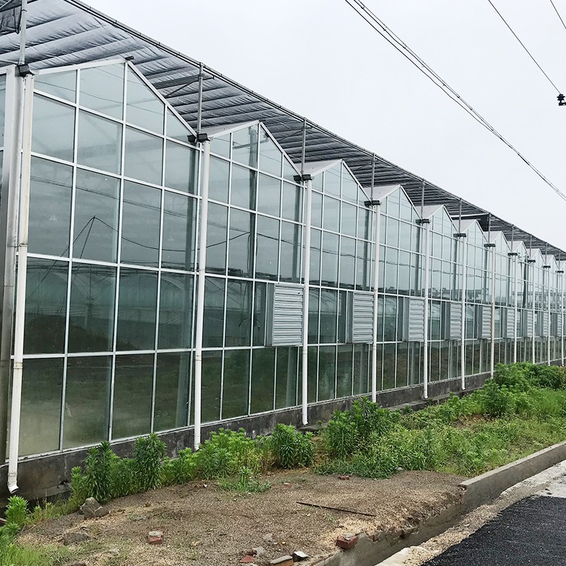 Large size commercial glass  greenhouse with hydroponics system
