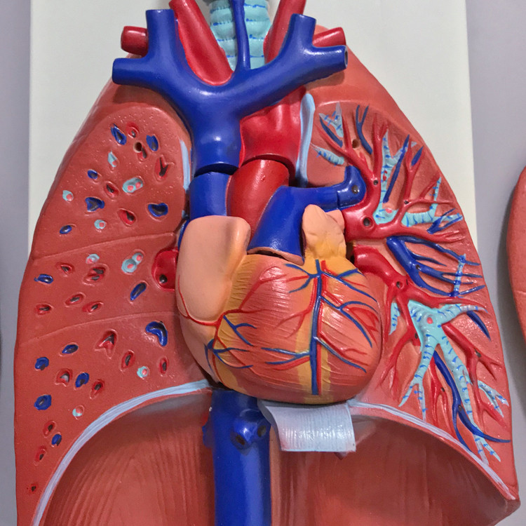 Buy Larynx, Heart And Lung Model Lung Anatomy Model Respiratory System ...