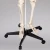 Import Medical Quality Human Skeleton Model -  Life Sized - 180 cm with Metal Base from China