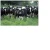 Milking Holstein heifer cow for sale / Boer Goat .