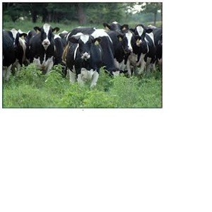 Milking Holstein heifer cow for sale / Boer Goat .