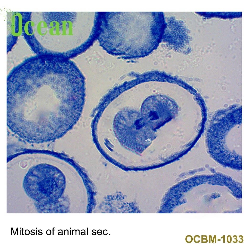 Mitosis of animal sec. prepared microscope slides