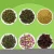 Import Natural Chinese Bulk Organic Jiaogulan Sliming Weight Loss Leaf Capsules Herbal Herb Detox Beauty Slim Jiaogulan Tea from China