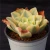 Import New arrival Echeveria moon river succulent plants live from Chinese farm from China
