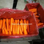 new crop high quality fresh carrots