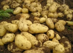 New Harvest China Export Holland Fresh Potato Seed/Frozen Potato