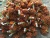new season 60-80 grains/kg easily peeled sweety  fresh chinese chestnut