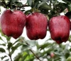 New season Chinese Huaniu apple red delicious apple price fresh apple