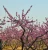 Import Nursery Fruit Tree Prunus Persica Peach Seedlings from China