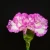 Import Online shopping for Carnations party ornament green carnation flowers from China