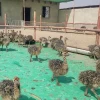 Ostrich Chickens