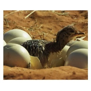 Ostrich Hatching eggs Wholesale dealer 100% Premium quality cheap rate Bulk Quantity available