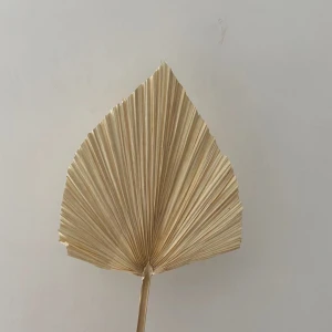 Palm Leaf Factory Supply Natural Dried Flowers Dried Palm Leaves for Wedding Decor