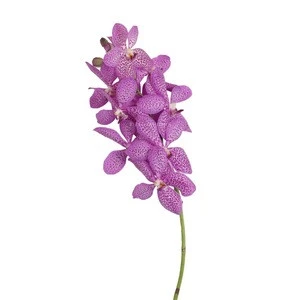 Pink Fresh Cut Mokara Orchid High Quality Wholesale Cut Flower
