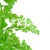 plants artificial fern leaves tree plastic bonsai tree