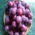 Import Quality Juicy Fresh / Dry Plums Now Available For Sale from China