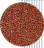 Red Sorghum