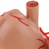 School Teaching Aid stomach anatomy model