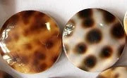 Shell Beads, Tiger Cowrie, Flat Round 20mm