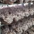 Import Special Grade Dried shiitake mushroom stem / shiitake mushroom cultivation from China