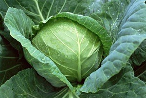 SUPPLYING FRESH CABBAGE WITH HIGH QUALITY & BEST PRICE